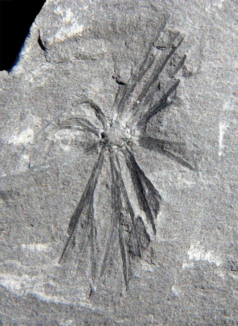 Sphenophyllum myriophyllum
